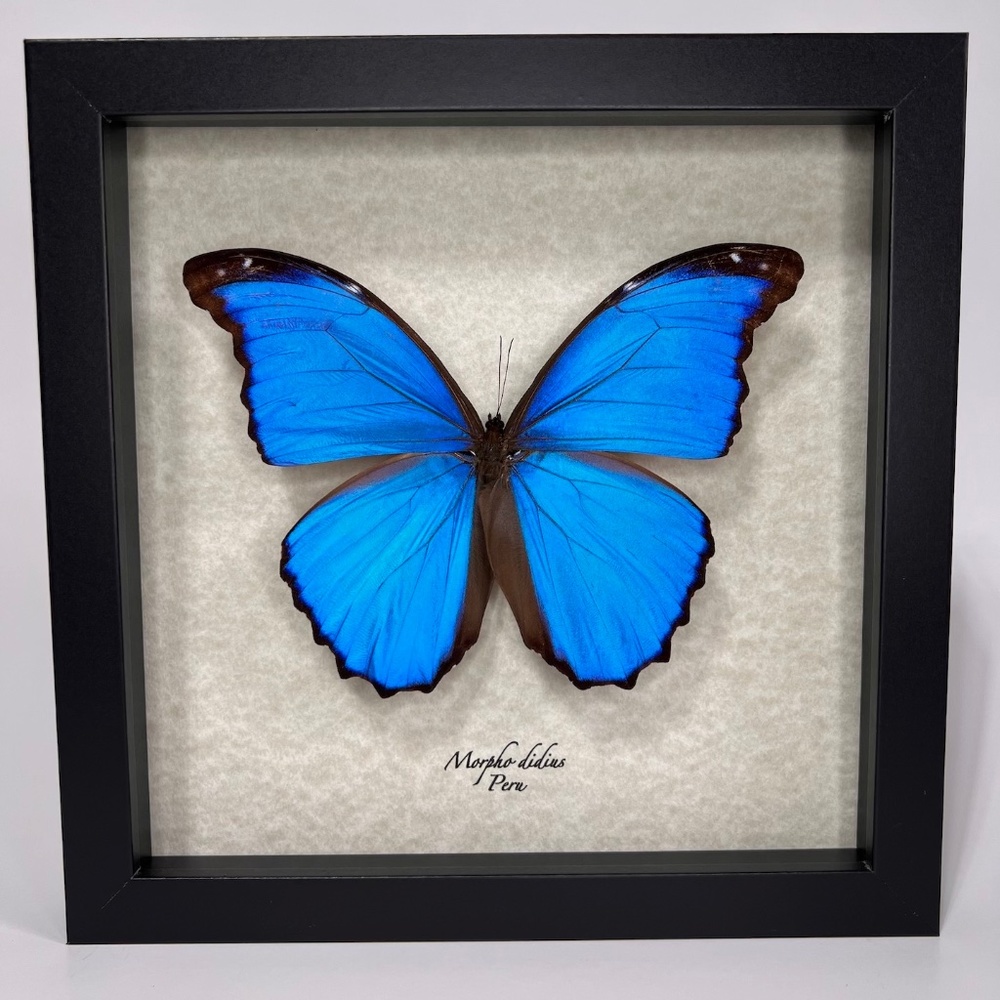 Real exotic framed Morpho didius 🦋